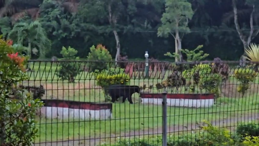 Beruang madu berkeliaran di permukiman masyarakat Kecamatan Pangkalan Banteng.