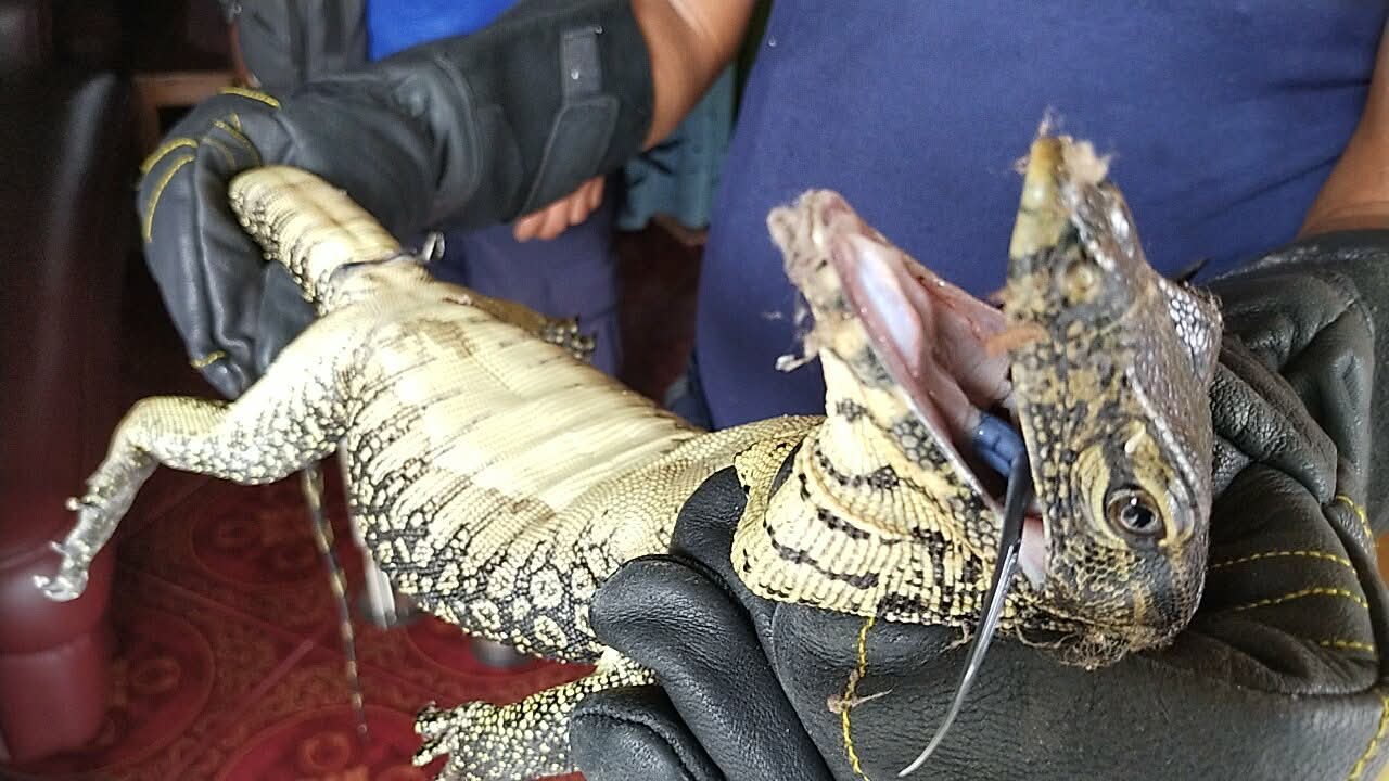 Seekor biawak yang didapati bersembunyi di dalam kamar Herlina, seorang warga di Palangka Raya