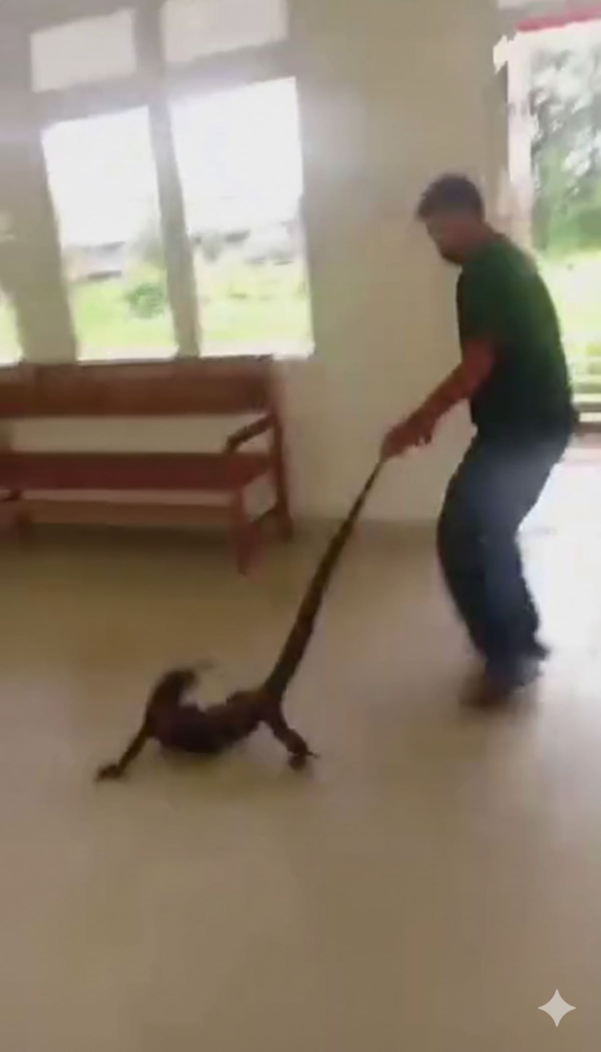 SATWA LIAR: Petugas keamanan mengevakuasi seekor biawak yang dari area RSUD dr Murjani Sampit, Sabtu (24/1/2026). FOTO: TANGKAPAN LAYAR/RADAR SAMPIT