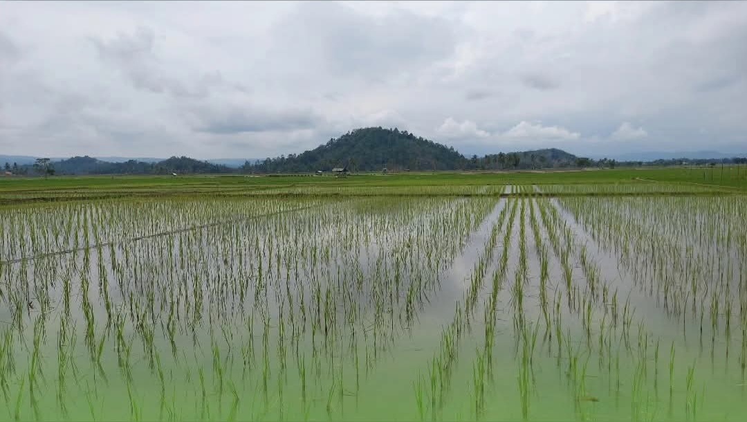 Lahan cetak sawah yang dimanfaatkan oleh petani dengan menanam padi, di Kelurahan Tewah, Kecamatan Tewah, belum lama ini. 