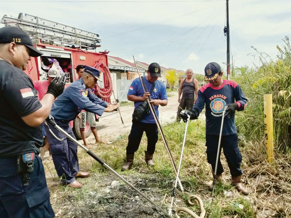 TANGKAP ULAR: Tim Rescue Damkar Kota Palangka Raya saat melakukan penanganan ular kobra. FOTO: DODI/RADAR SAMPIT