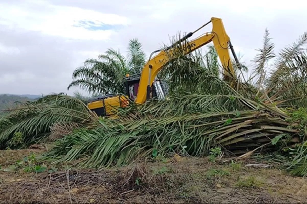 Kawasan Taman Nasional Tesso Nilo (TNTN) di Provinsi Riau sangat memprihatinkan. Pasalnya, kawasan hutan di sana tinggal 24 persen.