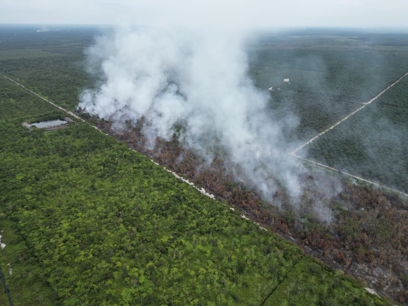 Kebakaran lahan di wilayah Kotawaringin Timur, baru-baru ini. (TRC BPBD Kotim)