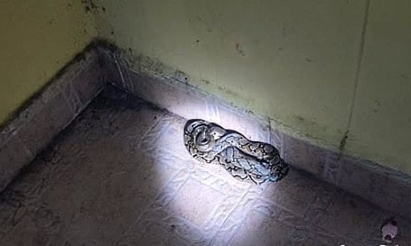 Ular sanca melingkar ditemukan di dapur rumah warga di Jalan Batu Mutiara, Kelurahan Mentawa Baru Hilir, Kecamatan Mentawa Baru Ketapang, Sabtu malam (31/1/2026). (Humas Disdamkarmat Kotim)