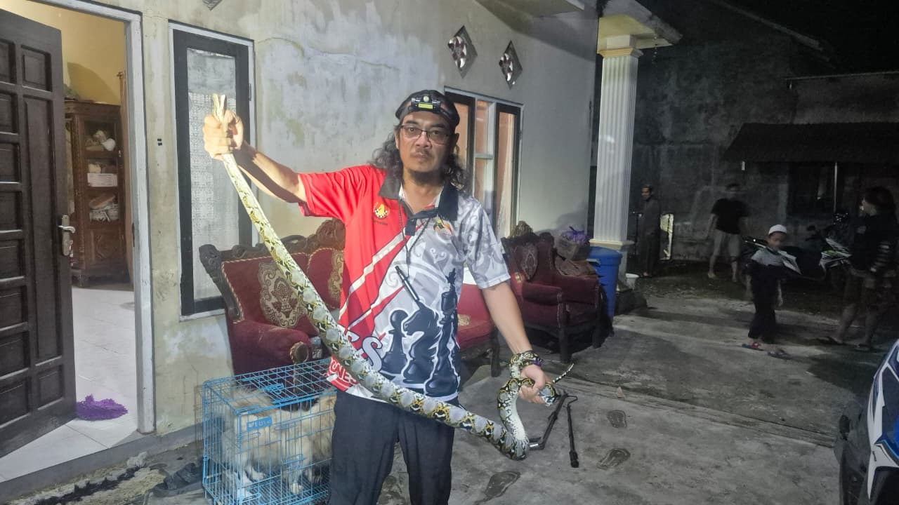 Seekor ular Sanca Batik (Malayopython reticulatus) panjang 2,5 meter setelah dievakuasi dari rumah warga kawasan Jalan Menteng 25, Kelurahan Menteng, Kota Palangka Raya. Senin malam (2/2/2026).