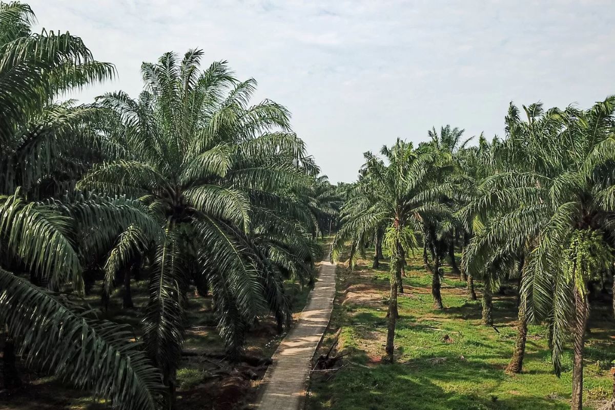 Suasana perkebunan sawit di Kabupaten Bogor, Jawa Barat. (Salman Toyibi/Jawa Pos)