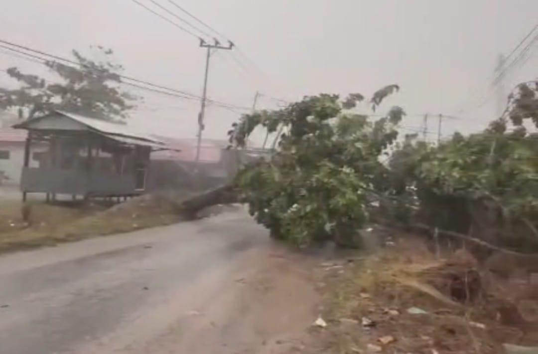 Pohon tumbang akibat angin kencang di Jalan Kenan Sandan menutupi jalan. (warga/Radar Sampit)