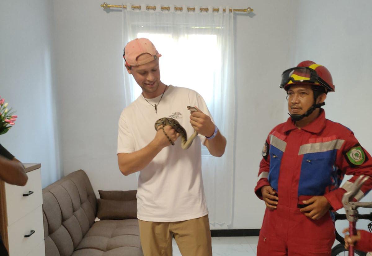 Evakuasi Ular masuk rumah warga di Jalan Bukit Permai, Kelurahan Baamang Hulu, Kecamatan Baamang, oleh petugas Disdamkarmat Kotim dibantu pecinta satwa liar, Kamis (5/2/2026). (Disdamkarmat Kotim).