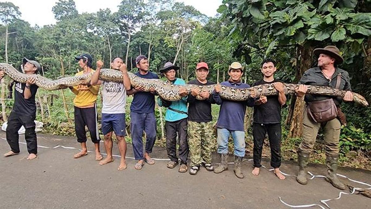 Ular Sanca Kembang yang tercatat sebagai ular sanca liar terpanjang di dunia dari hutan Maros Sulawesi Selatan, saat dilakukan pengukuran, baru-baru ini.