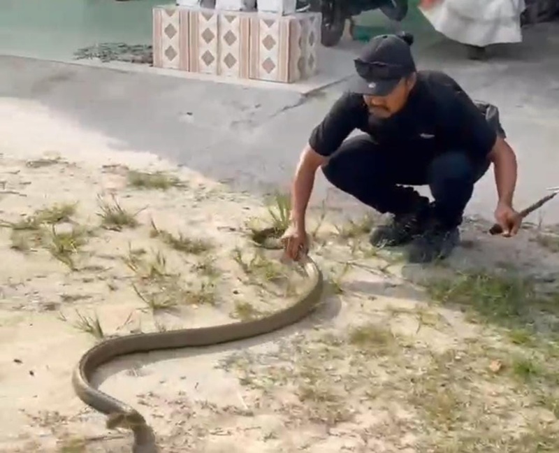 Pawang ular di Sampit, saat berupaya mengamankan seekor king kobra yang berkeliaran di rumah warga.