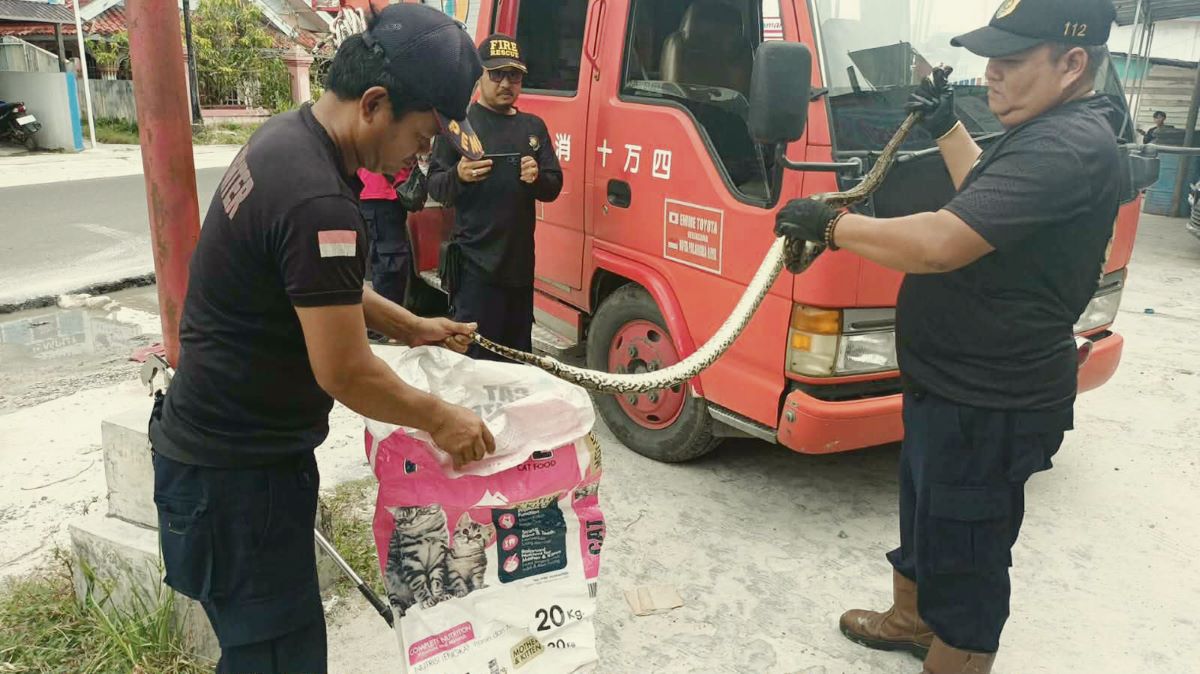 TANGKAP ULAR : Petugas Damkar menangkap ular piton di Jalan G Obos, tepatnya di simpang Jalan Yos Sudarso, Kota Palangka Raya. FOTO: DODI/RADAR SAMPIT