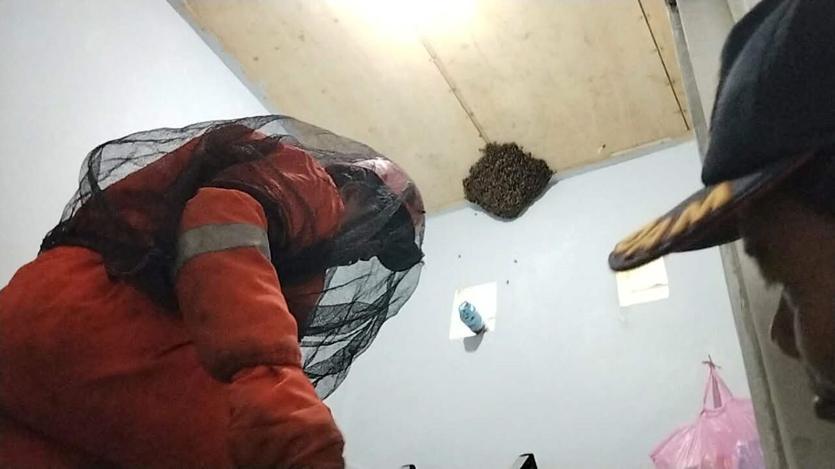 PENANGANAN : Tim Rescue Damkar Kota Palangka Raya mengevakuasi tawon lalat yang bersarang di kamar mandi rumah kost di Jalan Borneo, Kota Palangka Raya. FOTO: IST/RADAR SAMPIT