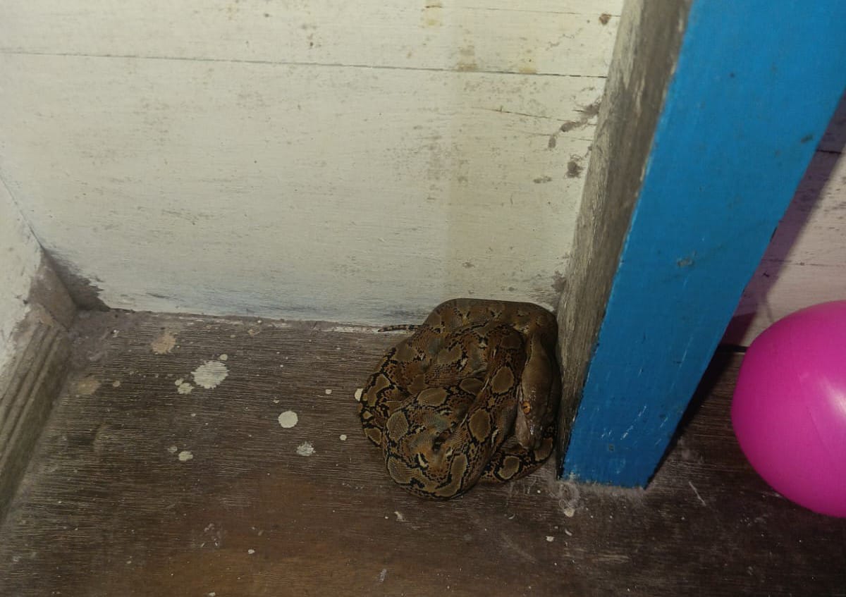 Petugas Disdamkarmat Kotim saat mengevakuasi ular sanca yang masuk rumah warga di Jalan Anggur 2 Sampit, Senin (9/2/2026). (Disdamkarmat Kotim)