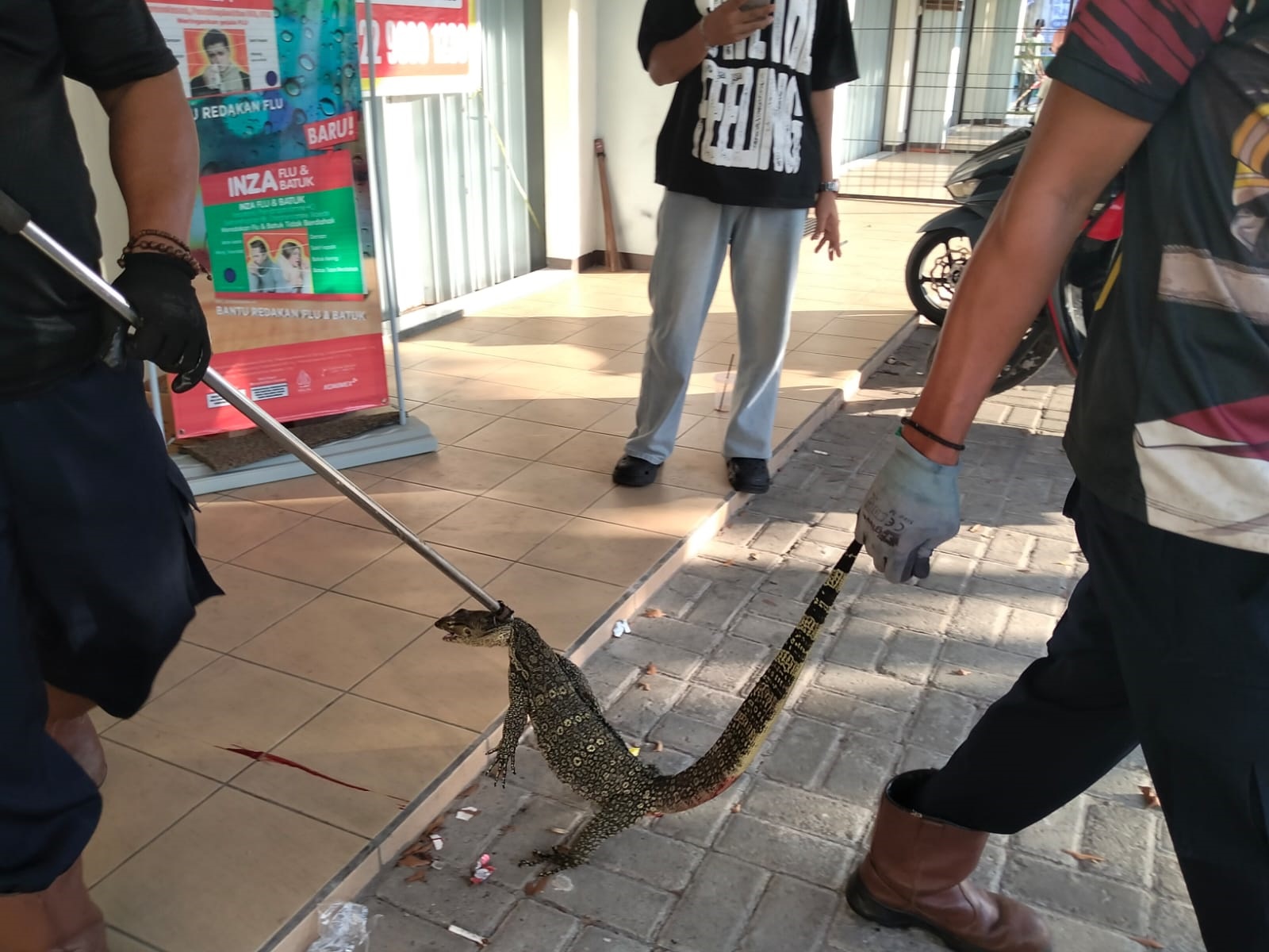 Tim rescue Damkar Kota Palangka Raya saat mengevakuasi seekor biawak di jalan Dr Murjani, dari sebuah apotek, Kamis (12/2)