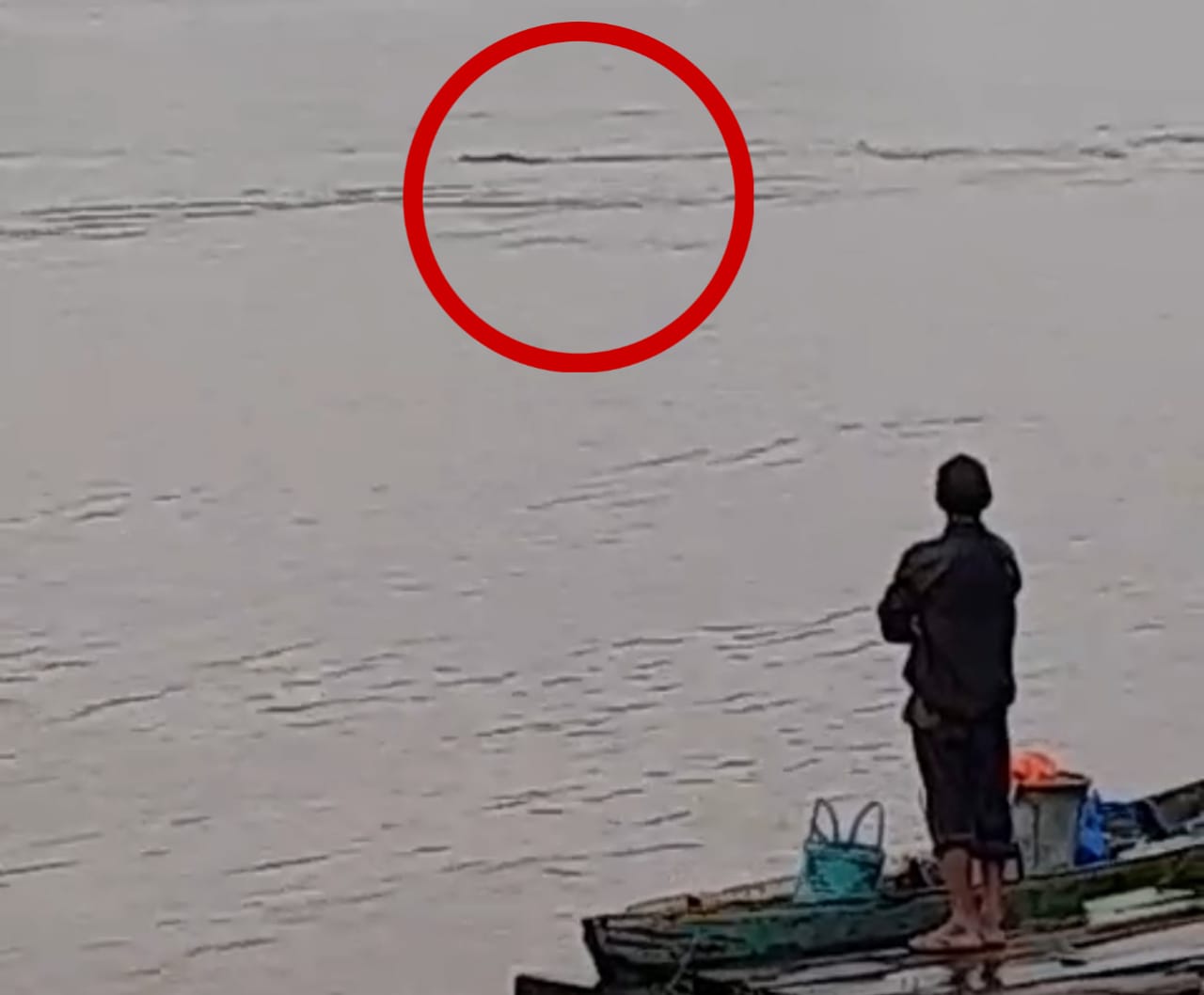 Kemunculan buaya di Sungai Tabuk, Kelurahan Kita Besi Hulu, Kecamatan Kota Besi, Kabupaten Kotawaringin Timur, Jumat pagi (13/2/2026).