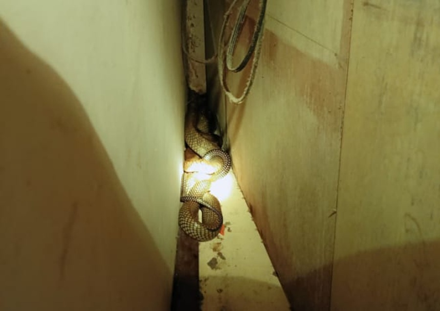 King kobra sepanjang 3,5 Meter saat bersembunyi di balik lemari warga di Gang Rahmat Anugrah, Jalan H Imran, Kecamatan Mentawa Baru Ketapang, Sabtu (14/2/2026).