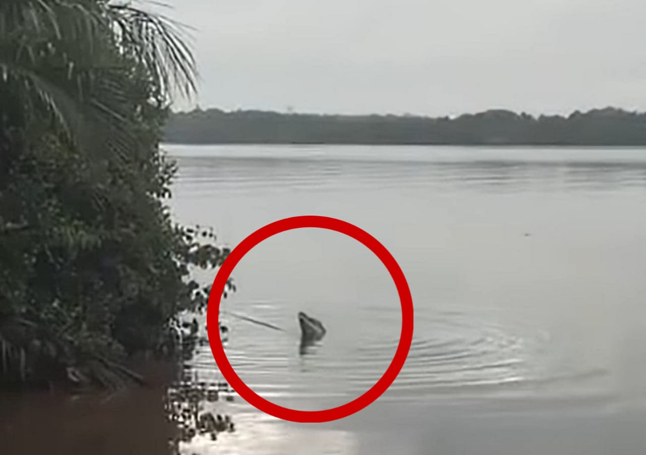 Buaya besar muncul di Sungai Mentaya di wilayah Desa Pelangsian, Kecamatan MB Ketapang, sedang menyantap sesuatu membuat warga waswas. (tangkapan layar video rekaman warga)