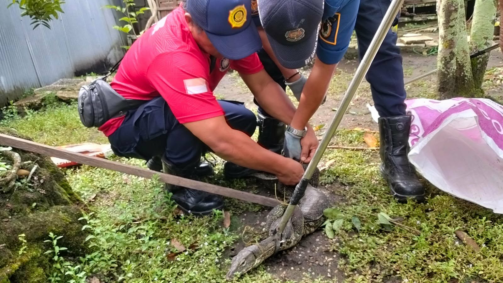Tim rescue Damkar Palangkaraya saat menangkap seekor biawak di salah satu lingkungan rumah di Jalan M.H. Thamrin, Senin (23/2).
