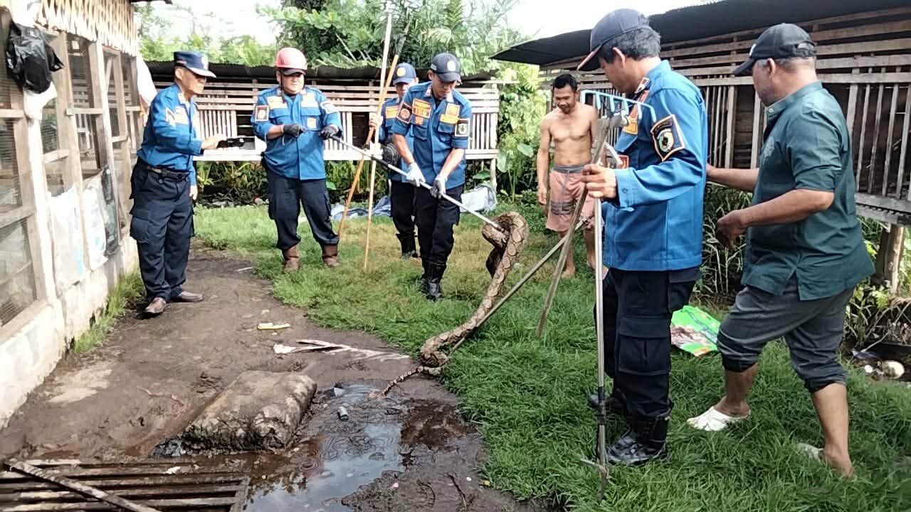 Seekor ular piton sepanjang sekitar 4 meter dengan diameter kurang lebih 4 inci saat dievakuasi dari kandang ternak ayam milik warga di Jalan G Obos IX.