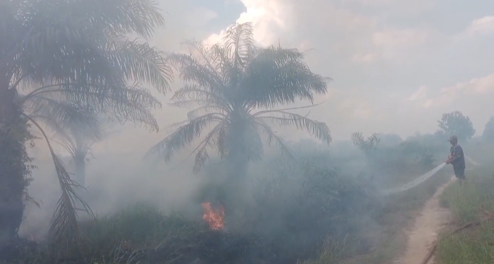 Kebakaran di perkebunan kelapa sawit warga di Desa Kumpai Batu Bawah, Kecamatan Arut Selatan, Kabupaten Kotawaringin Barat, Sabtu (28/2) 