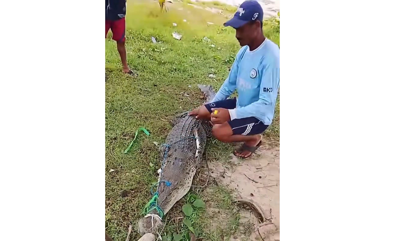 Buaya yang ditangkap warga di Pantai Ujung Pandaran, Kecamatan Teluk Sampit.