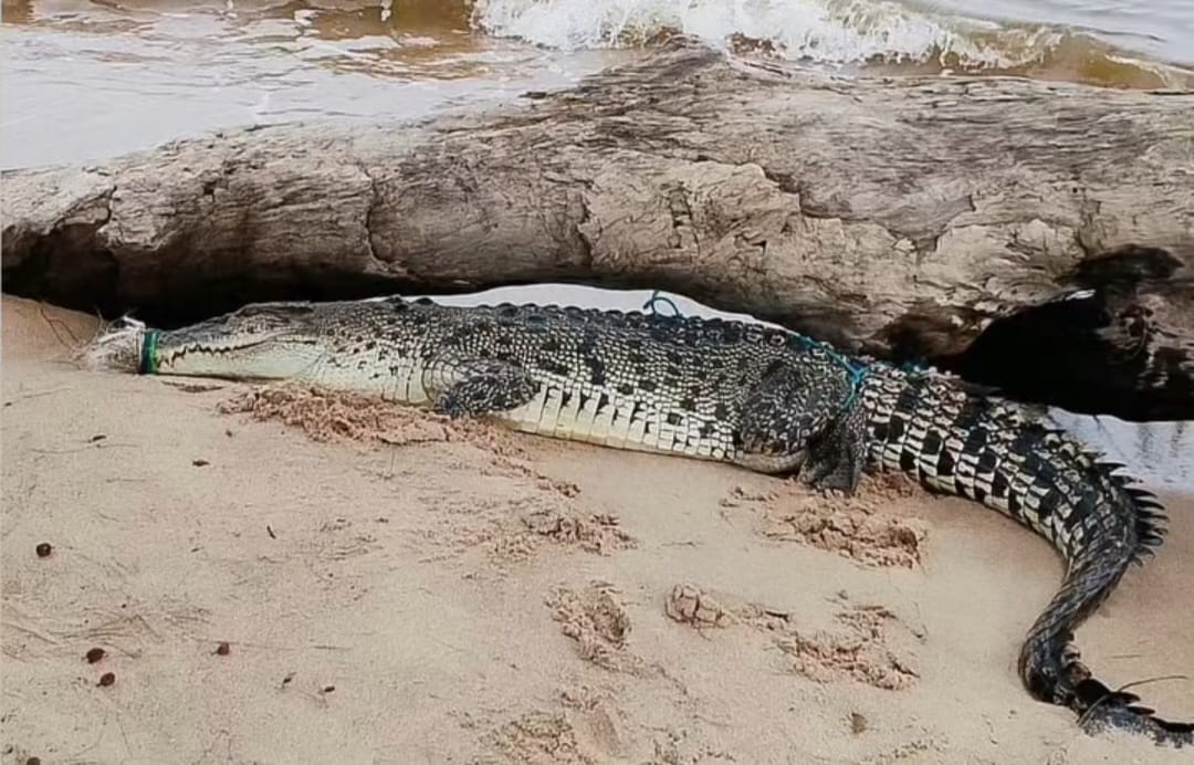 Buaya yang ditangkap warga Ujung Pandaran