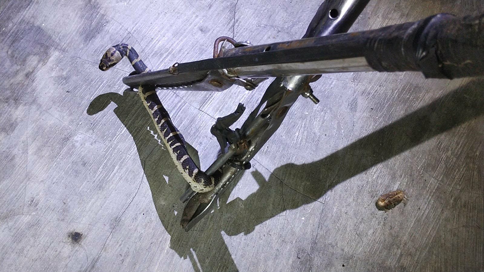 Seekor Ular Tedung sepanjang 60 sentimeter, saat ditangkap tim rescue damkar palangka raya dari sebuah kos