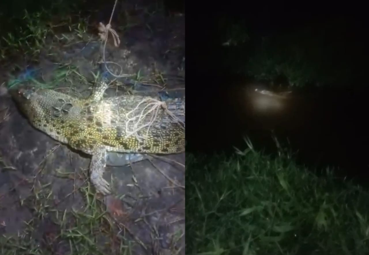 Buaya yang sebelumnya terjaring jala nelayan dan terikat berhari-hari akhirnya dilepas oleh warga ke Sungai Bengamat, Selasa malam (3/3/2026).