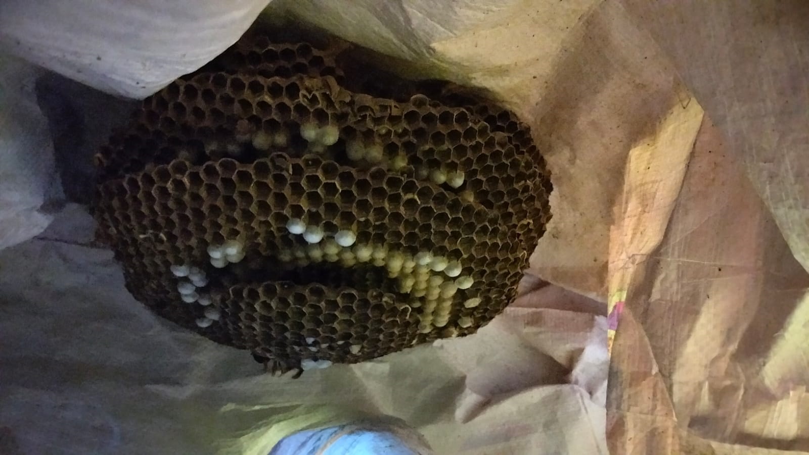 Sarang tawon setelah dievakuasi dan dimusnahkan