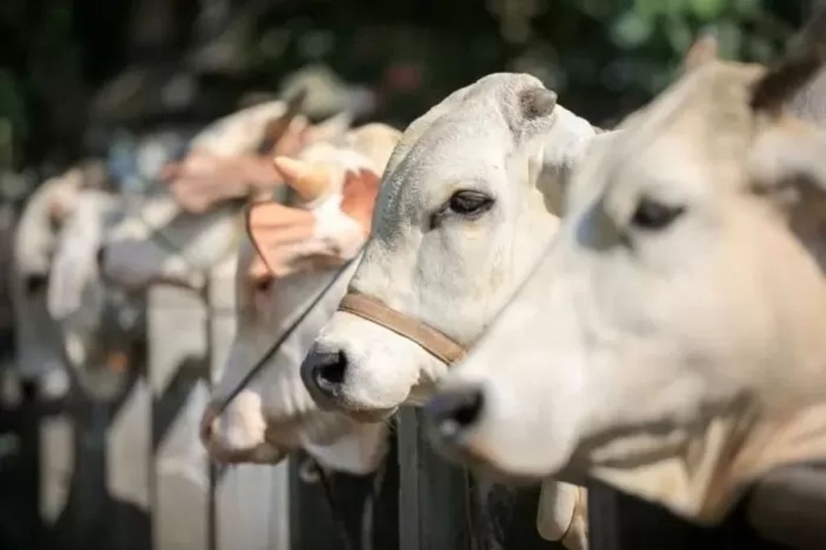 ILUSTRASI: Agar ibadah kurban sah dan bernilai ibadah maksimal, pemilihan sapi tidak bisa dilakukan sembarangan. (IST)