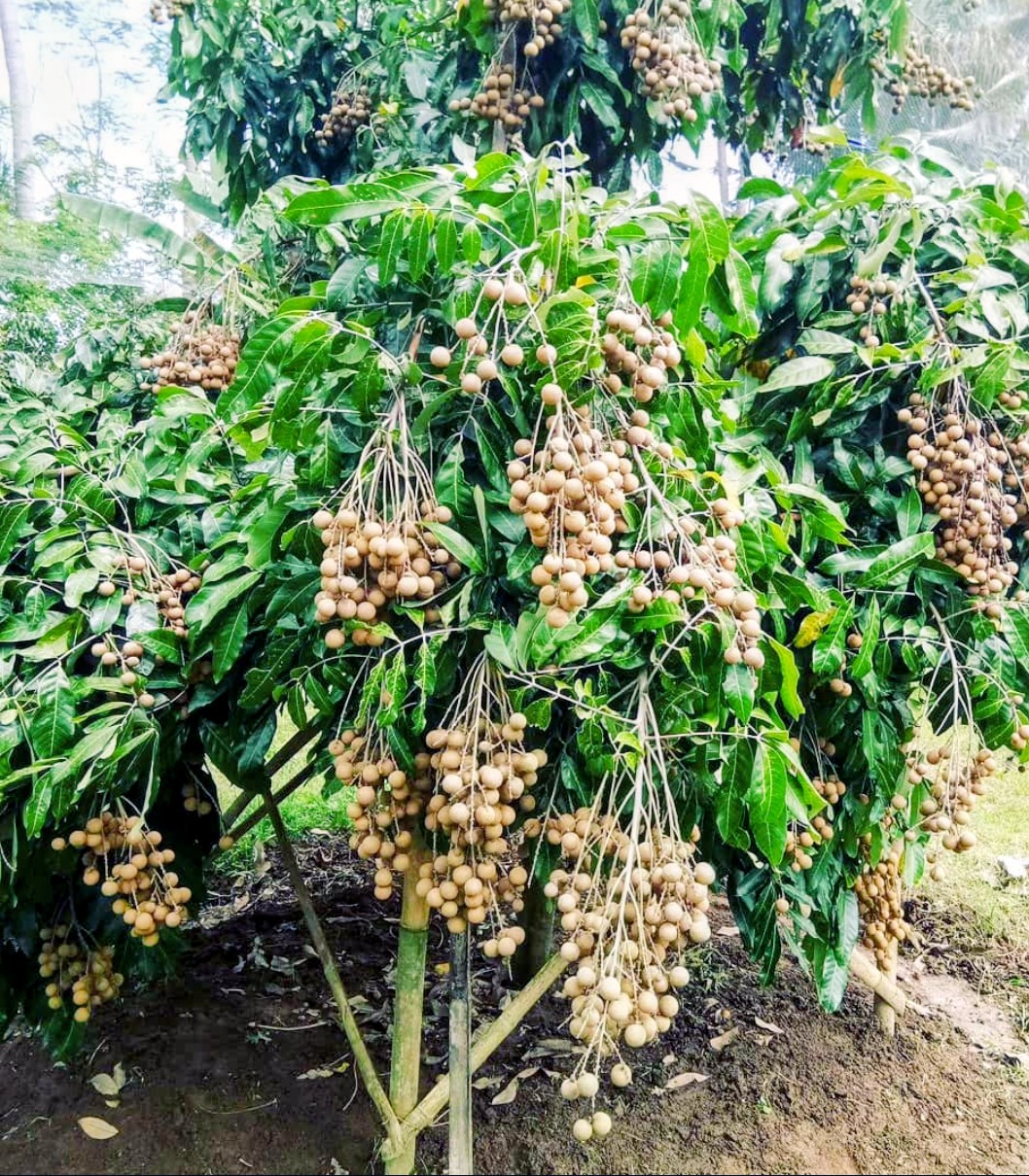 Pohon Klengkeng Rendah, hasil pembibitan warga Desa Kebonrejo, Salaman, Magelang
