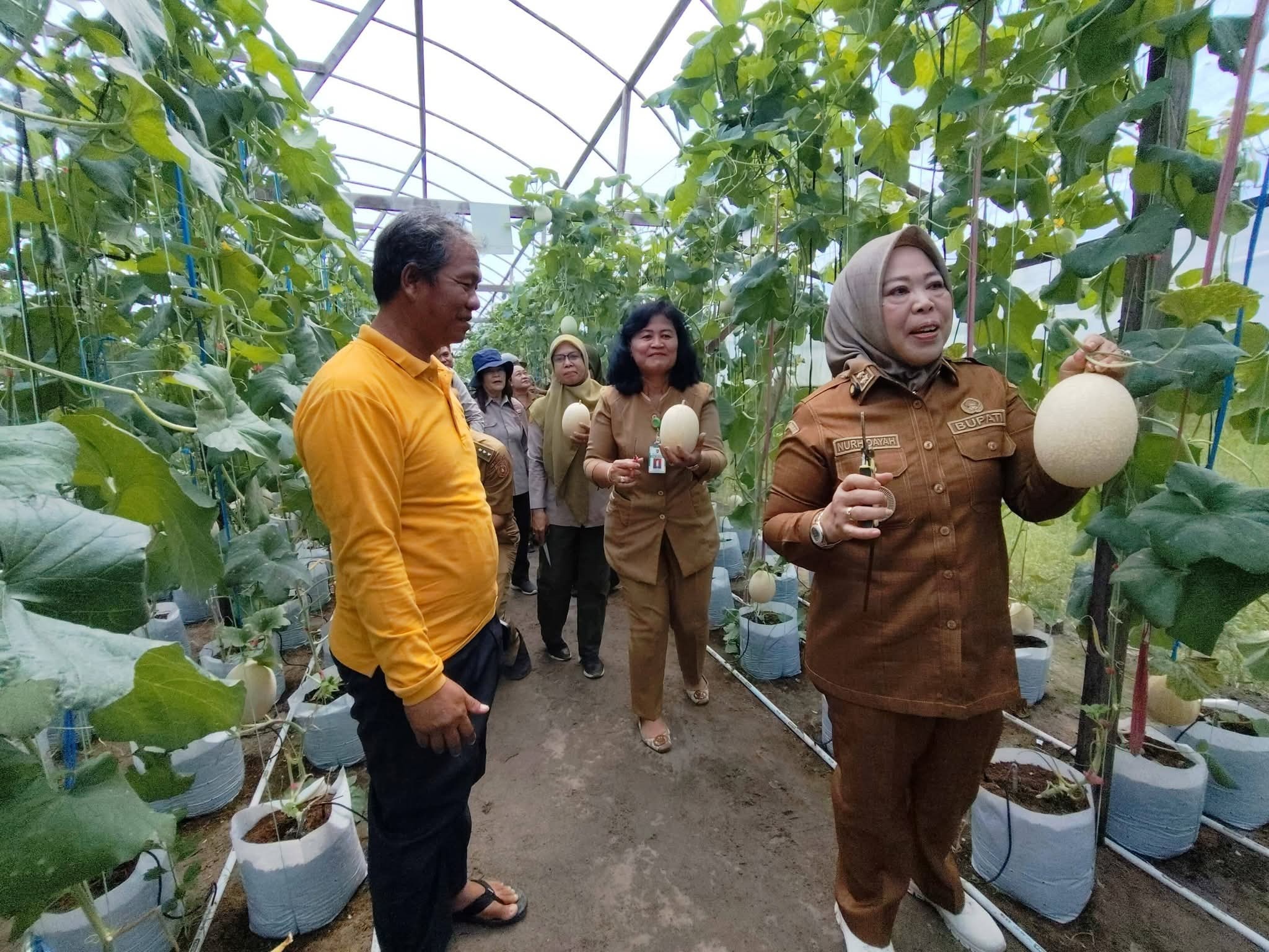 Bupati Kobar Hj Nurhidayah panen melon di Desa Kubu, lahan P4S, Senin 9 Maret 2026.  