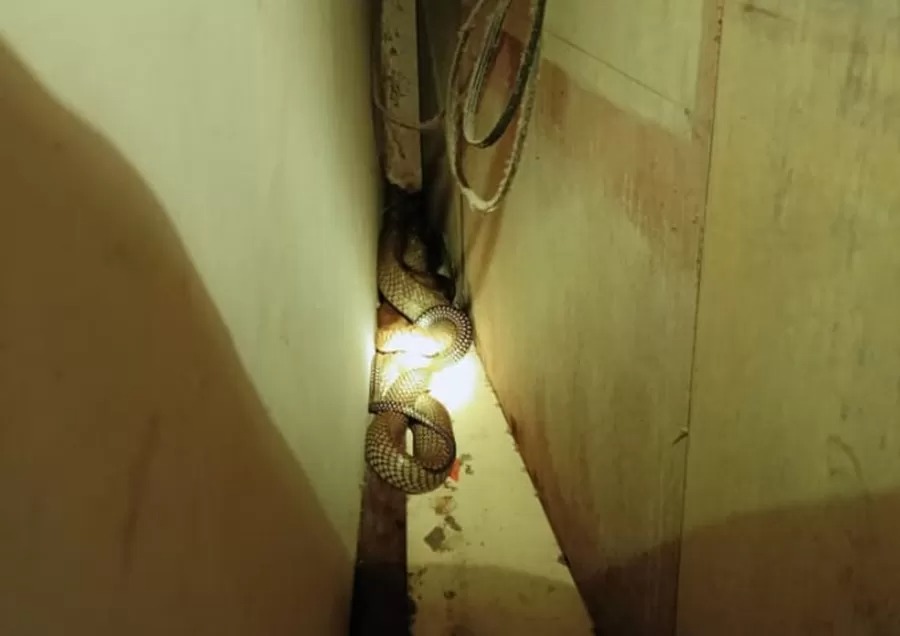 King kobra sepanjang 3,5 Meter saat bersembunyi di balik lemari warga di Gang Rahmat Anugrah, Jalan H Imran, Kecamatan Mentawa Baru Ketapang, Sabtu (14/2/2026).