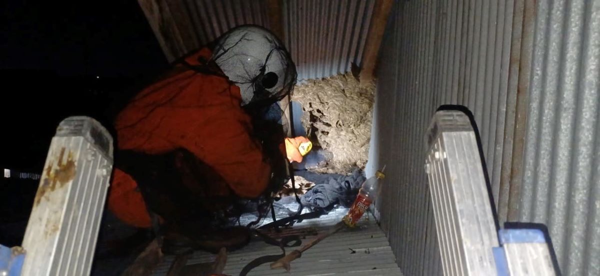 PENANGANAN : Sarang tawon vespa dievakuasi tim rescue dari rumah warga Jalan Anoi Km 1, kawasan Cilik Riwut, Kota Palangka Raya. 