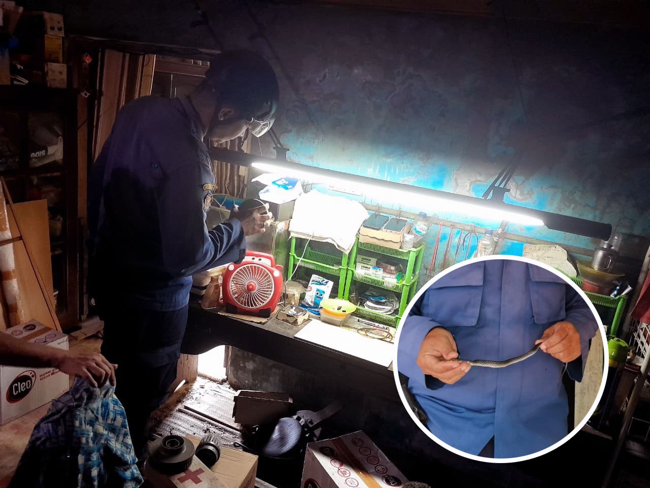 Petugas saat melakukan pencarian ular yang masuk ke rumah warga di Jalan Jiwa, Kelurahan Mentawa Baru Hulu, Kecamatan Mentawa Baru Ketapang, Senin siang (16/3/2026). (Disdamkarmat Kotim)