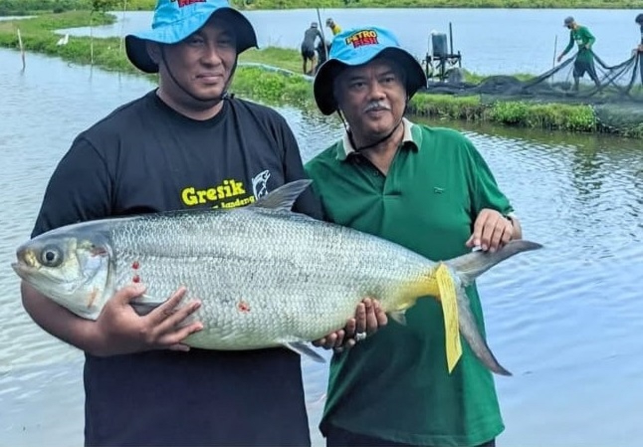 Ikan Bandeng usia sekitar 18 tahun, yang diikutkan kontes di Gresik