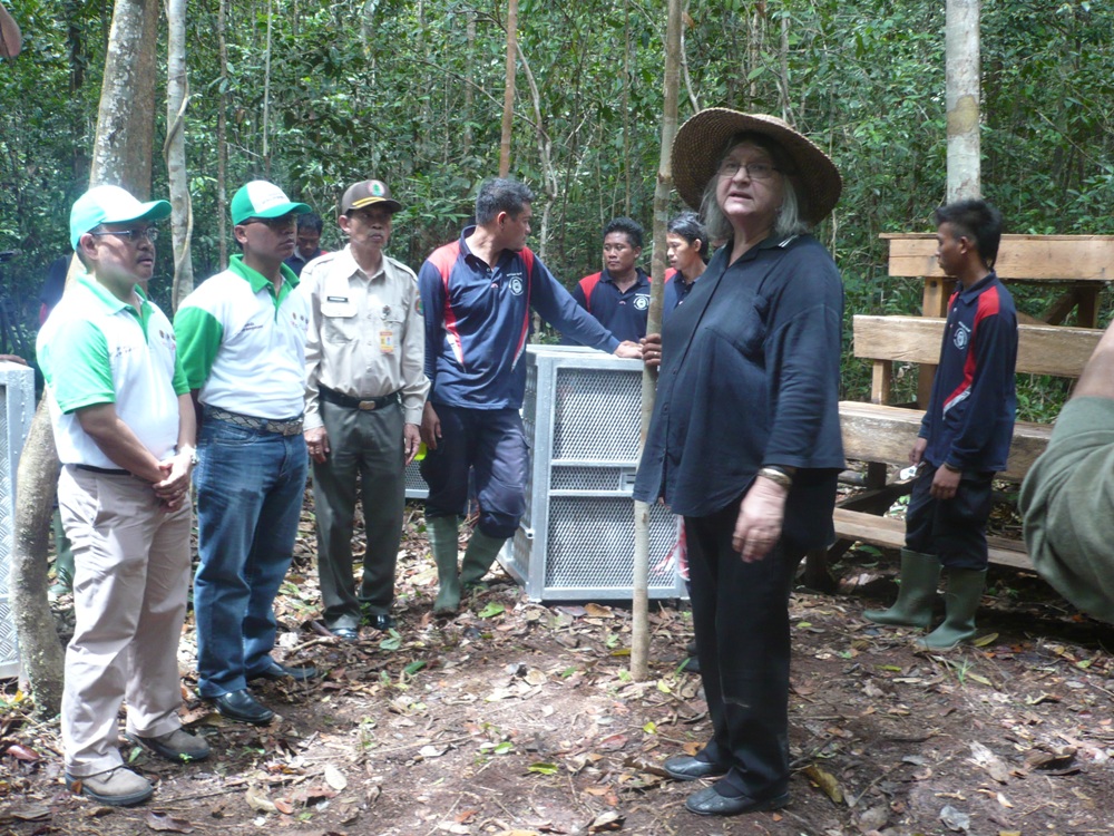 Prof. Birut&eacute; Mary Galdikas saat pelepasliaran Orangutan beberapa waktu lalu. (Syamsudin/Radar Sampit)