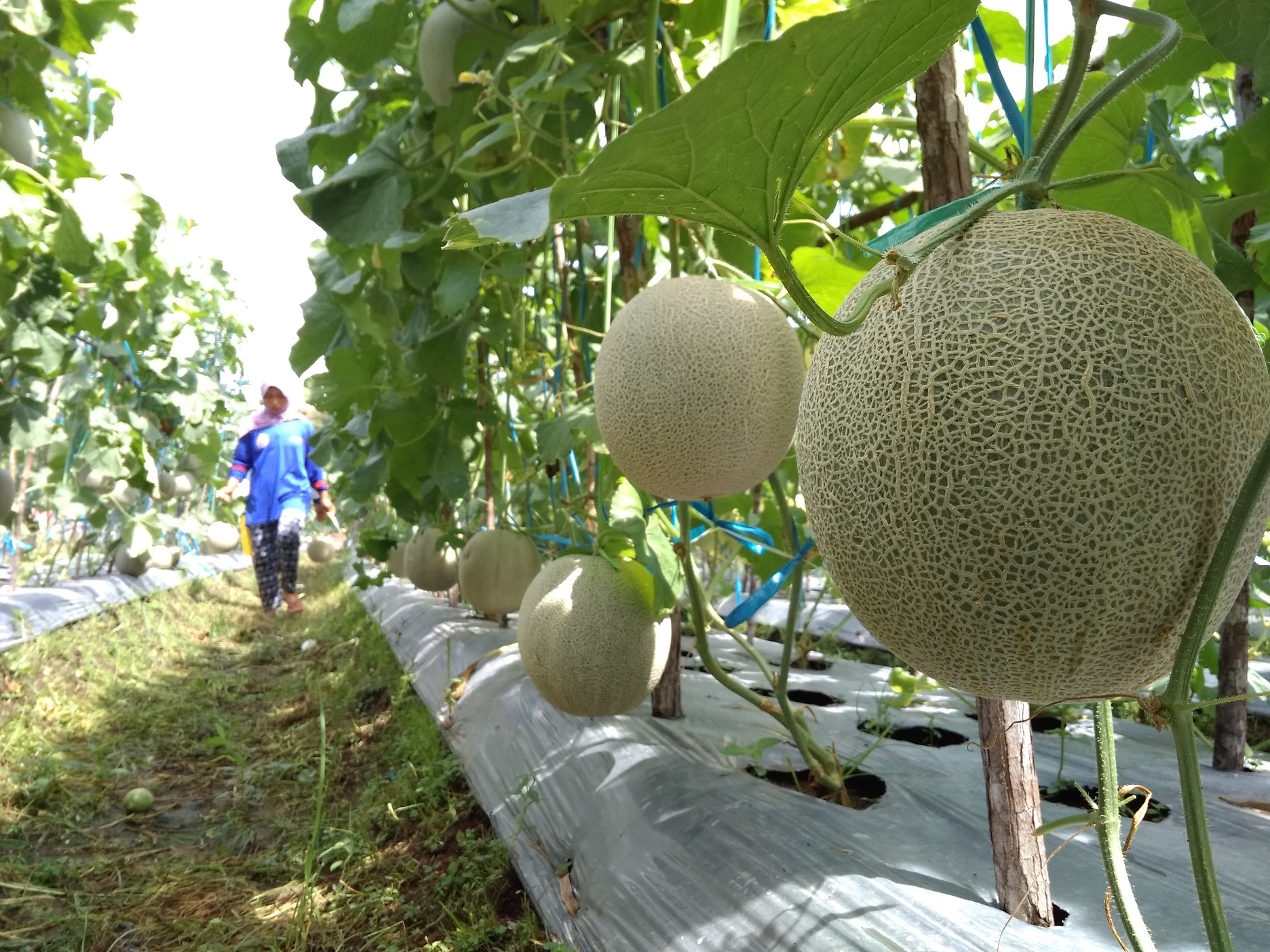 Salah satu kebun buah petani lokal di pinggiran Kota Sampit, yang bisa menggunakan pupuk kimia dan pupuk kandang.