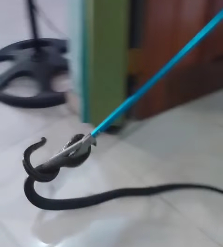 ular saat dievakuasi