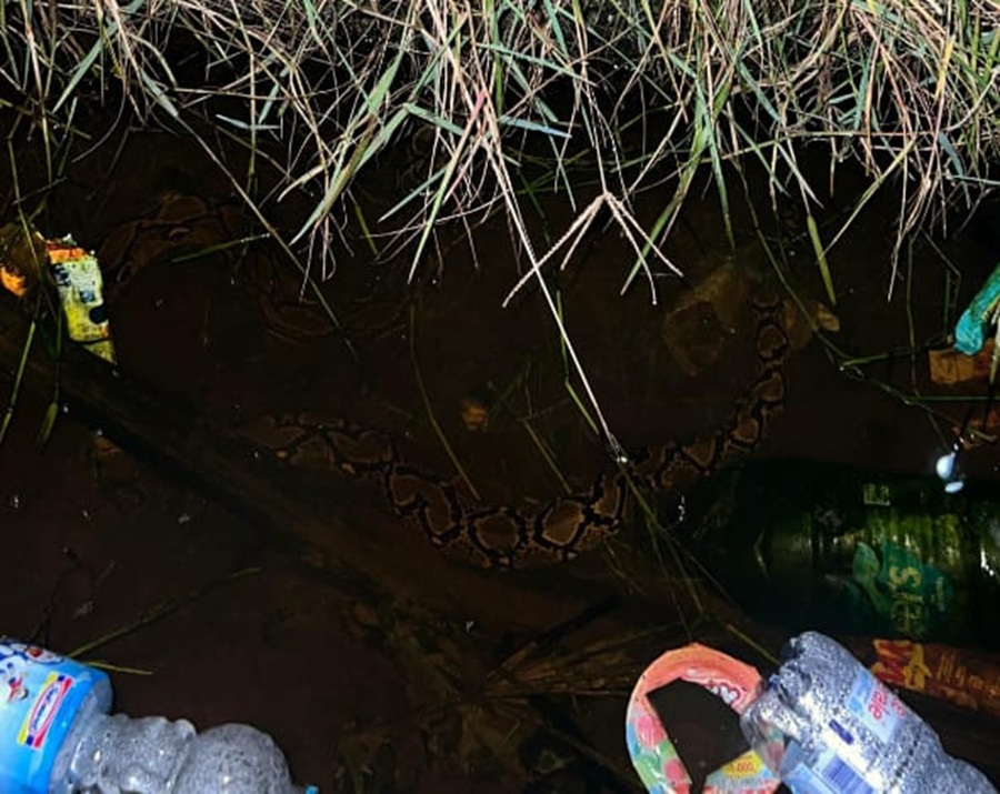 Ular berada di dalam parit sempit ditutupi sampah dan semak membuat warga di Jalan DI Panjaitan, Kecamatan Mentawa Baru Ketapang, resah. (Muhammad Yusuf/Disdamkarmat Kotim)
