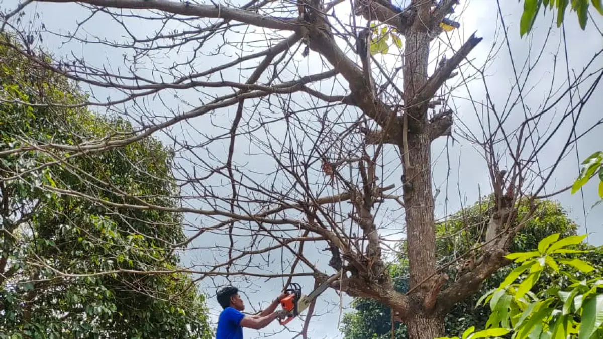Damkar Seruyan mengevakuasi pohon rapuh yang membahayakan pengguna Jalan S. Parman, Desa Persil Raya, Kecamatan Seruyan Hilir, Kamis (2/4). (rifani/radar sampit)