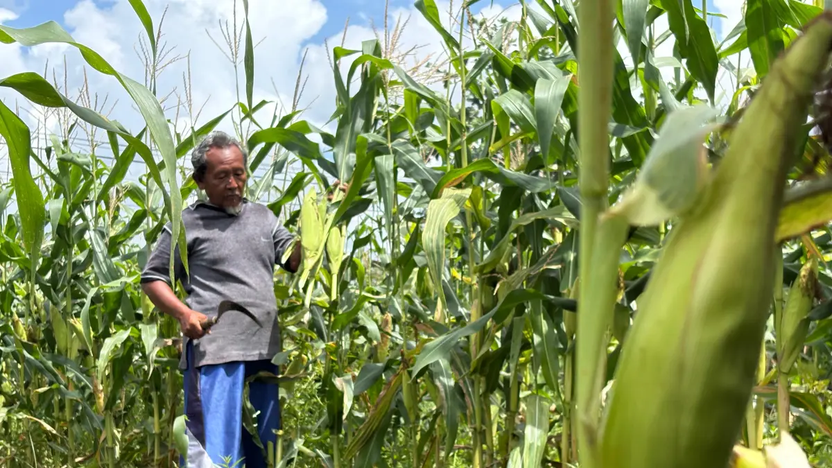 PANEN: Sumardianto, petani jagung di Jalan Teratai V saat memanen jagung di kebunnya. (Dok.Yuni/Radar Sampit)
