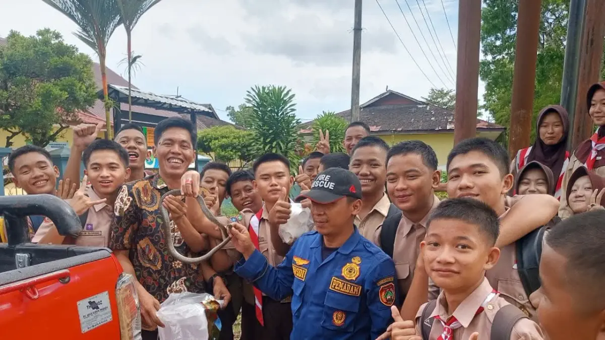 Ular King Koros Bikin Geger Siswa Sekolah SMPN 2 Arut Selatan. (bpbd kobar)