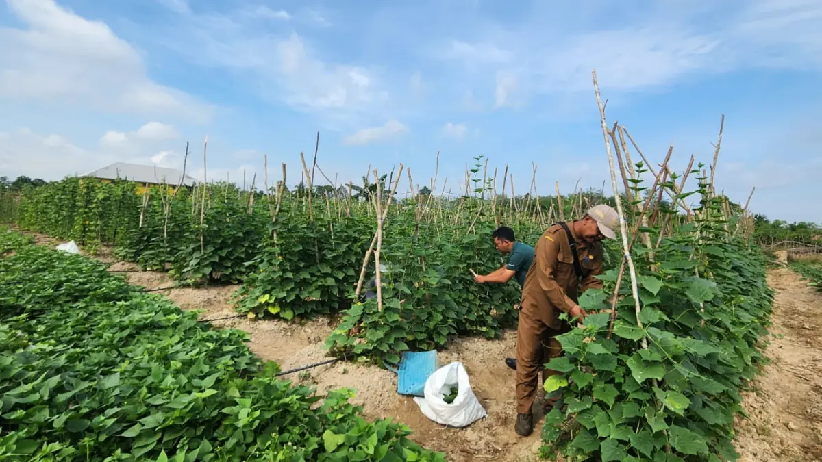 PT GSDI-GSYM lakukan penguatan kapasitas masyarakat seperti Kelompok Tani Hortikultura, Kelompok Tani Peduli Api, serta berbagai kelompok usaha masyarakat lainnya yang berbasis potensi setempat dan kearifan lokal. (dok.GSDI-GSYM)