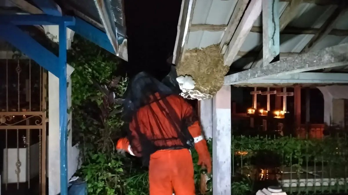 Sarang tawon vespa berukuran besar dengan diameter mencapai 80 sentimeter berhasil dievakuasi dari area pemakaman Kristen di Jalan Matal, RTA Milono, Sabtu malam (4/4).(istimewa/tim rescue damkar palangka raya)
