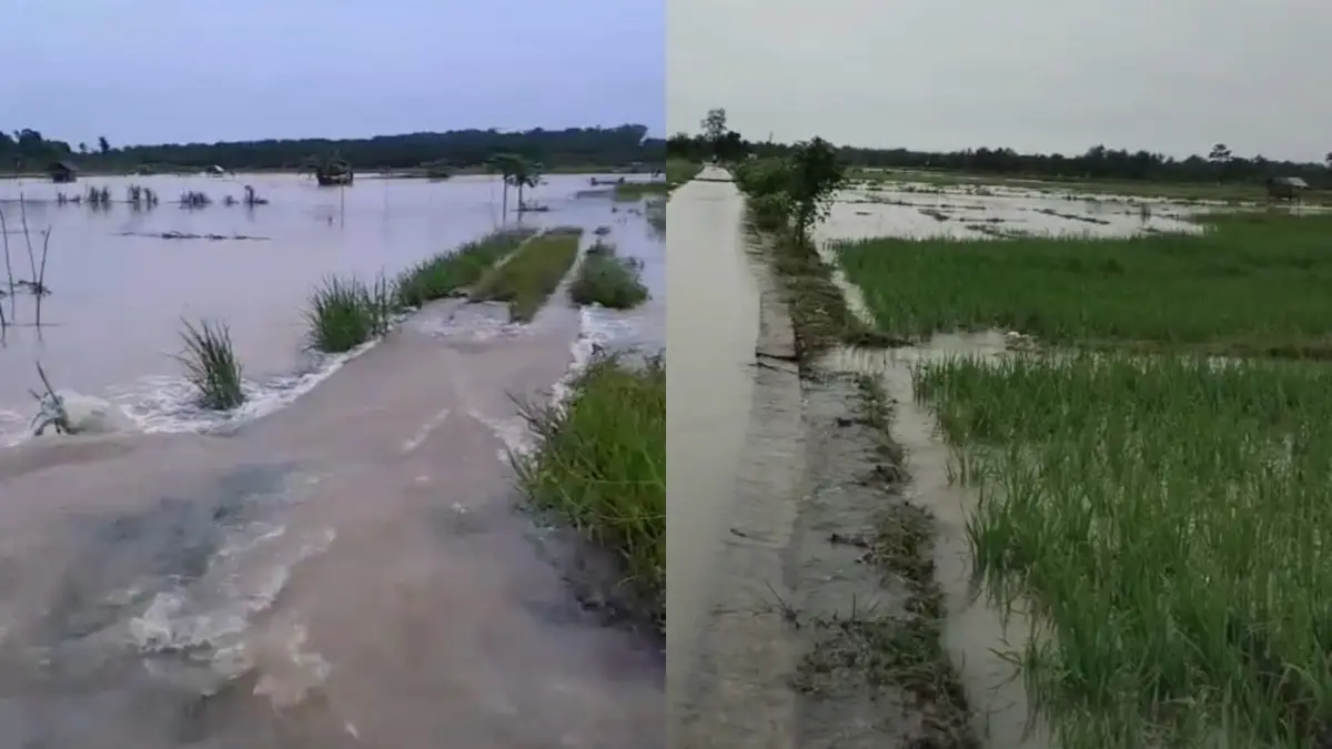 Banjir merendam area pertanian masyarakat di tiga desa di Kecamatan Pangkalan Banteng Kabupaten Kotawaringin Barat, Selasa 7 April 2026. (WARGA/RADAR SAMPIT)