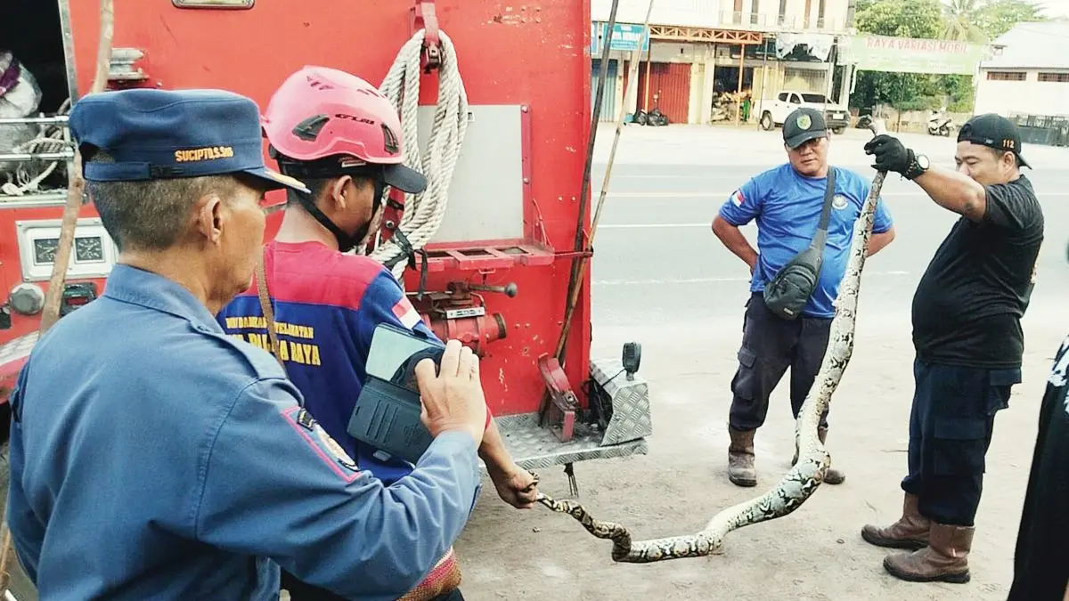 TANGKAP ULAR : Tim Rescue Damkar Kota Palangka Raya saat melakukan penanganan ular piton. FOTO: IST/RADAR SAMPIT