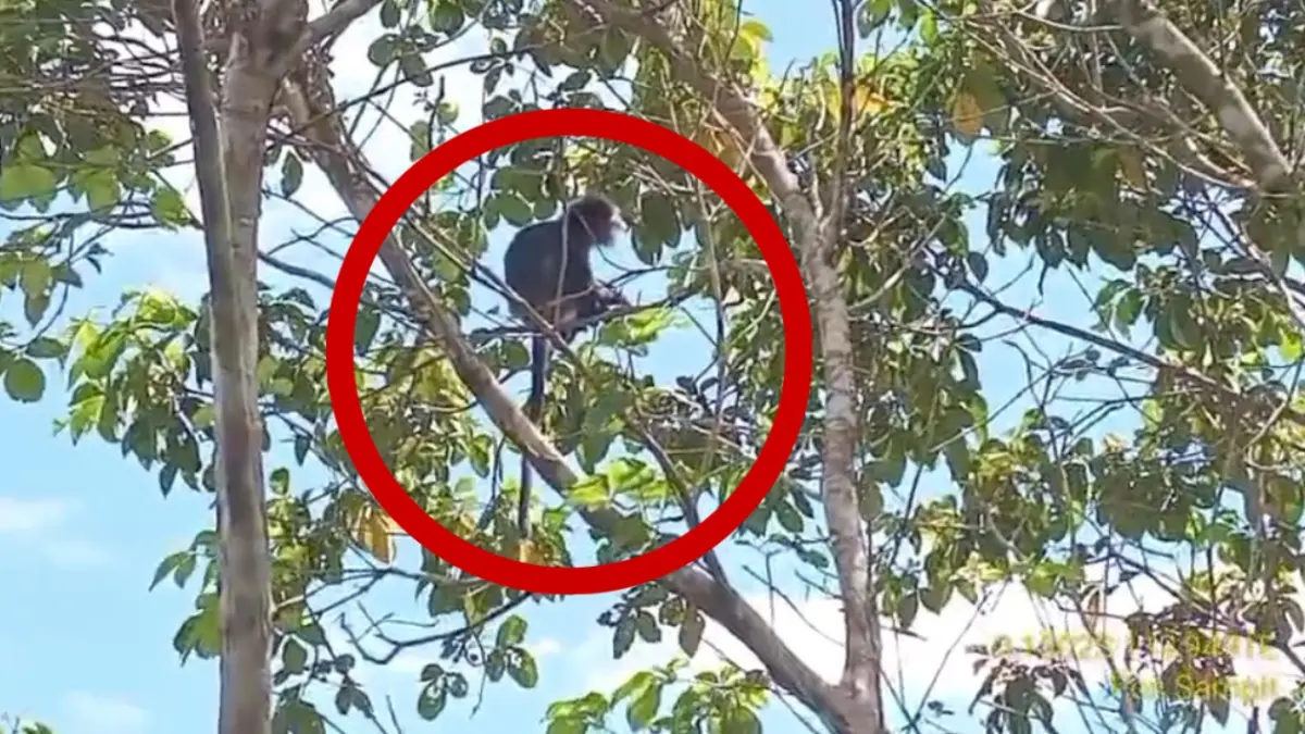 Lutung korban tersengat listrik di Sampit, dilepasliarkan di wilayah Kecamatan Teluk Sampit, Kabupaten Kotawaringin Timur, Rabu (8/4/2026). (BKSDA Resort Sampit)