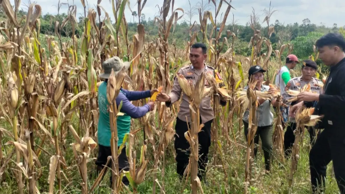 Poktan Sari Bumi ketika melakukan panen jagung di lahan miliknya, yakni di Jalan Lintas Kurun-Linau, Kelurahan Tampang Tumbang Anjir, Kecamatan Kurun, pekan lalu. (DINAS PERTANIAN GUNUNG MAS)
