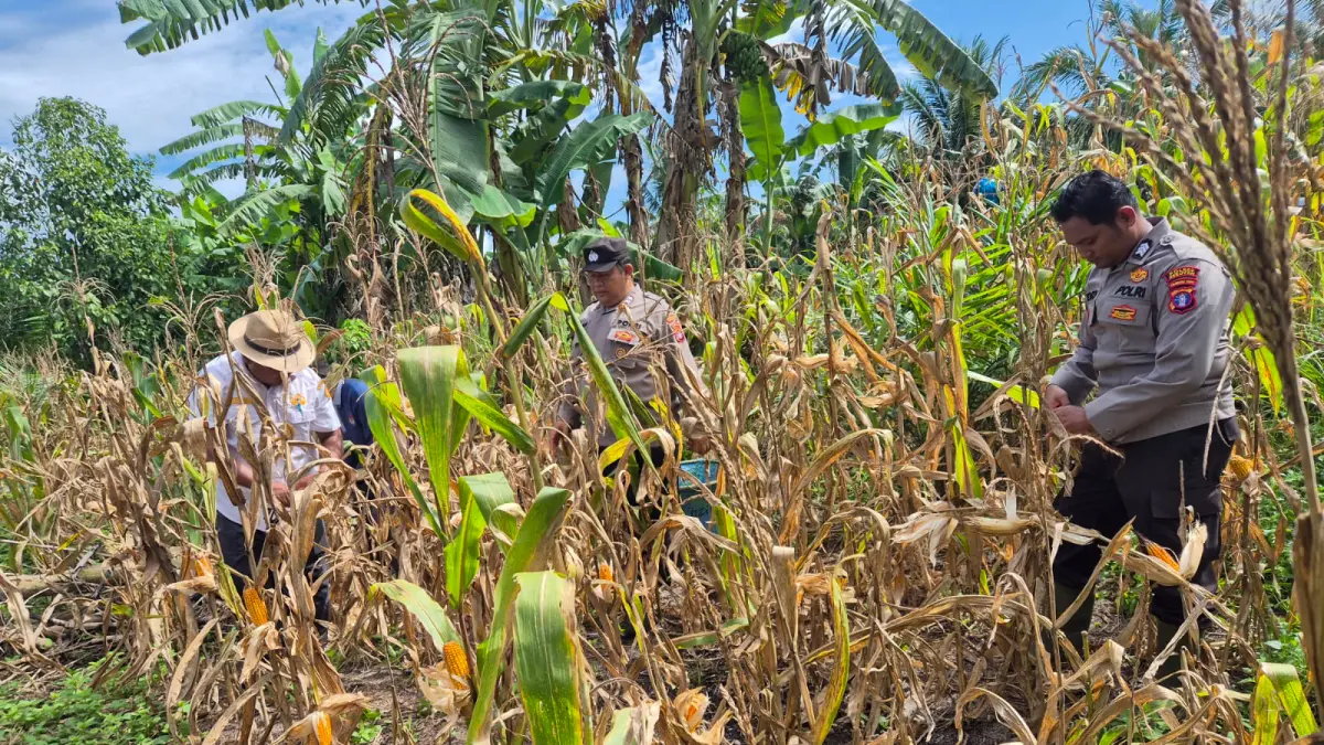 Panen jagung di lahan Badan Usaha Milik Desa (BUMDes) Bangun Harja, Kecamatan Seruyan Hilir Timur (Serhiltim), Kamis (9/4).&nbsp;